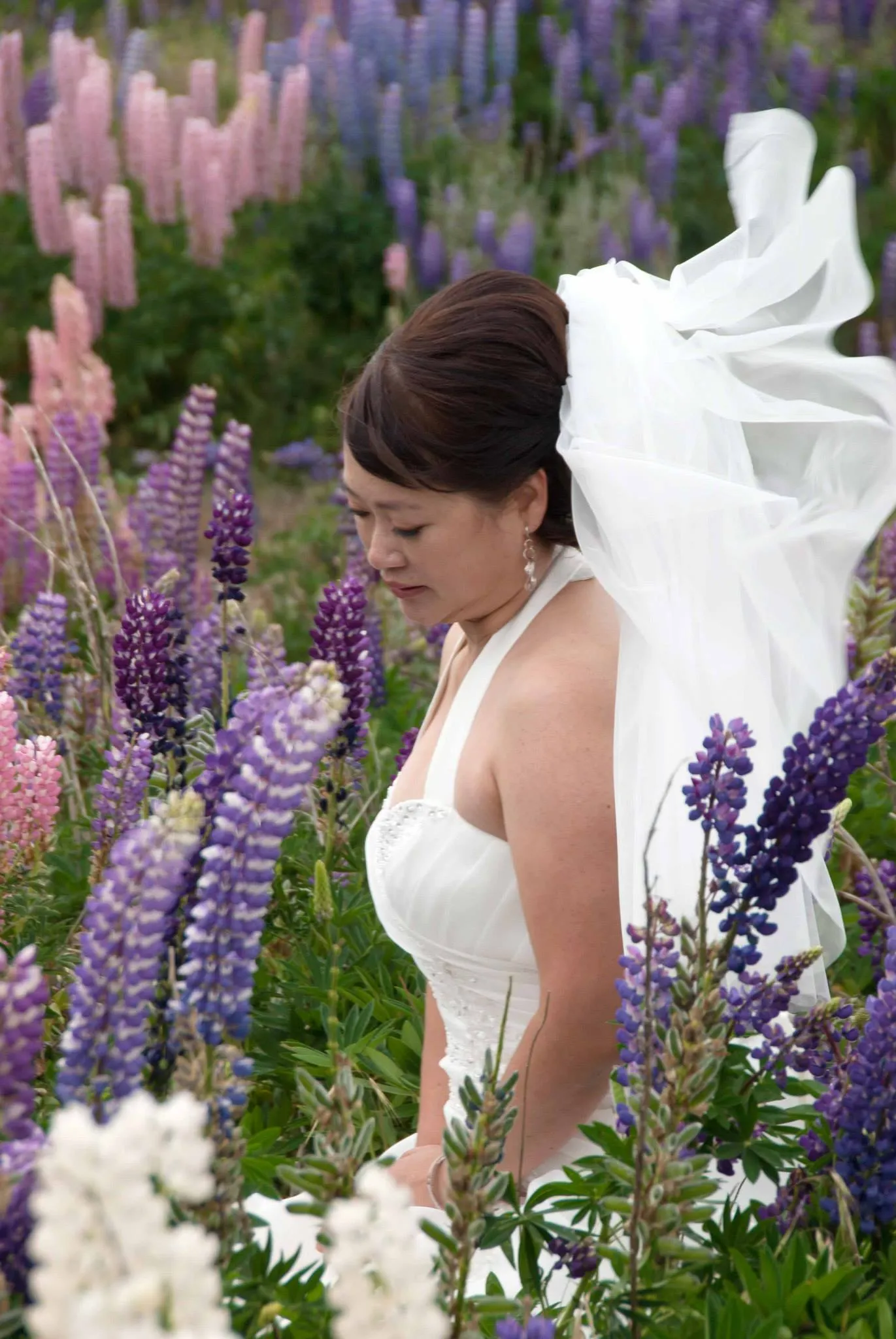 A wedding among the summer lupins at Lake Tekapo