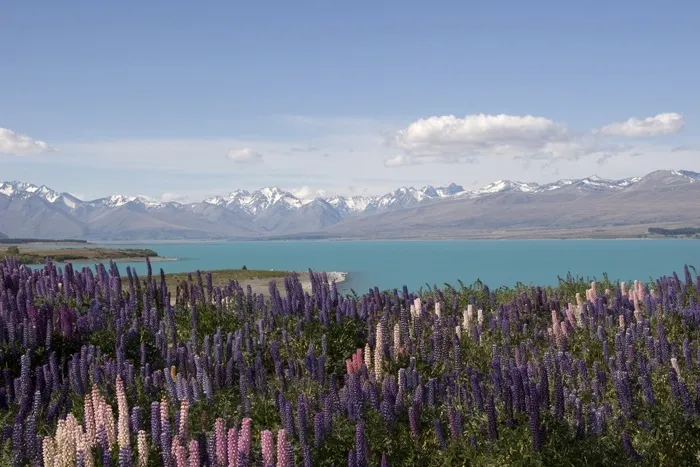A wedding among the summer lupins at Lake Tekapo